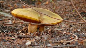 Klikni pro velký obrázek