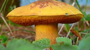 Klikni pro velký obrázek