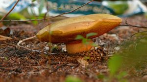 Klikni pro velký obrázek