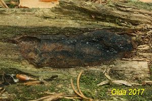 Klikni pro velký obrázek