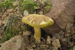 Klikni pro velký obrázek