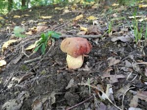 Klikni pro velký obrázek