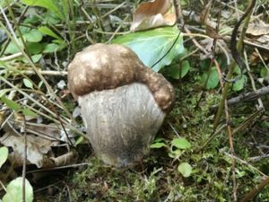 Klikni pro velký obrázek