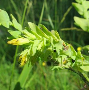 Voskovka menší (Cerinthe minor)