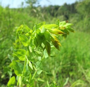 Voskovka menší (Cerinthe minor)