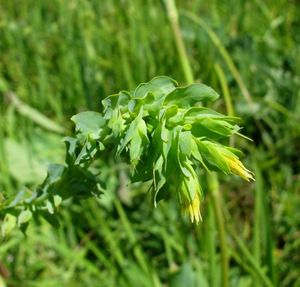 Voskovka menší (Cerinthe minor)