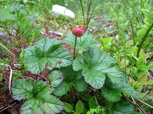 Ostružiník moruška (Rubus chamaemorus)