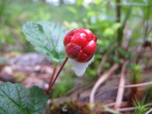 Ostružiník moruška (Rubus chamaemorus)