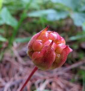 Ostružiník moruška (Rubus chamaemorus)