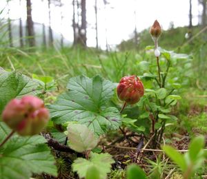 Ostružiník moruška (Rubus chamaemorus)