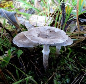 Čirůvka kroužkatá - Tricholoma cingulatum(Almfelt) Jacobasch