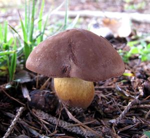 Klikni pro velký obrázek