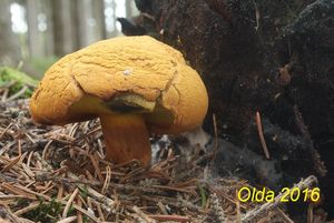 Klikni pro velký obrázek