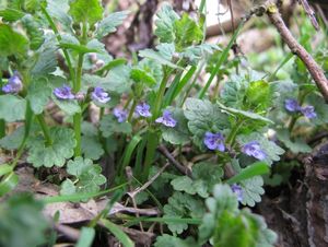 Popenec obecný (Glechoma hederacea)