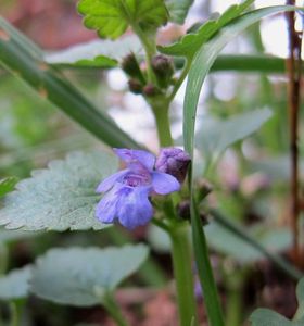 Popenec obecný (Glechoma hederacea)