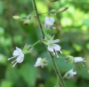 Čarovník pařížský (Circaea lutetiana)