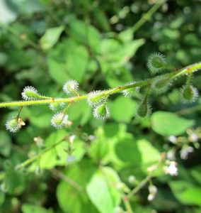 Čarovník pařížský (Circaea lutetiana)