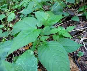 Čarovník pařížský (Circaea lutetiana)