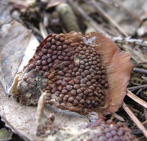 Rez šišková - Pucciniastrum areolatum (Fr.) G.H. Otth