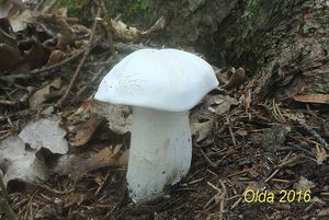 Klikni pro velký obrázek