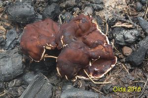 Klikni pro velký obrázek