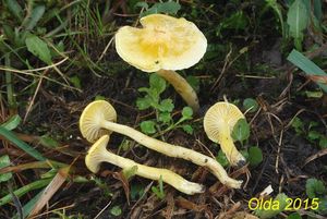 Klikni pro velký obrázek