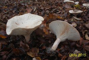 Klikni pro velký obrázek