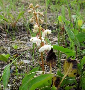 Hruštička okrouhlolistá (Pyrola rotundifolia)