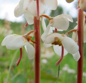 Hruštička okrouhlolistá (Pyrola rotundifolia)