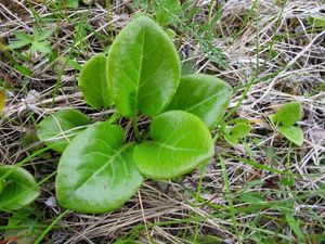 Hruštička okrouhlolistá (Pyrola rotundifolia)