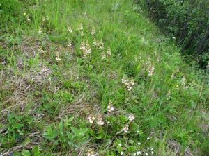 Hruštička okrouhlolistá (Pyrola rotundifolia)