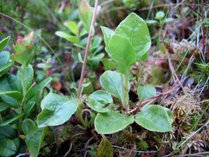 Hruštice jednostranná (Orthilia secunda)