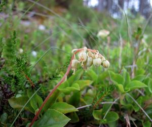 Hruštice jednostranná (Orthilia secunda)