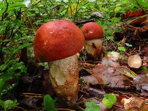 Klikni pro velký obrázek