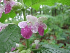 Medovník meduňkolistý (Melittis melyssophyllum)