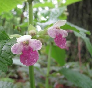 Medovník meduňkolistý (Melittis melyssophyllum)
