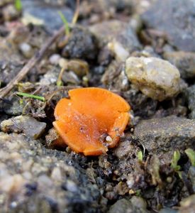 Mistička oranžová - Melastiza cornubiensis (Berk. & Broome) J. Moravec