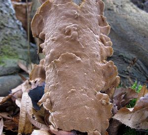 Ohňovec škeblovitý - Phellinopsis conchata (Pers.) Y.C. Dai 2010