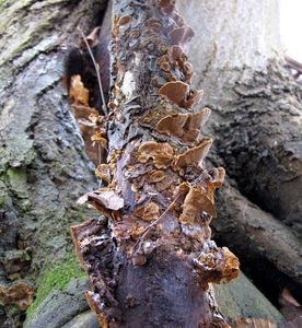 Ohňovec škeblovitý - Phellinopsis conchata (Pers.) Y.C. Dai 2010