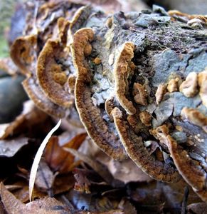 Ohňovec škeblovitý - Phellinus conchatus (Pers.) Quél.