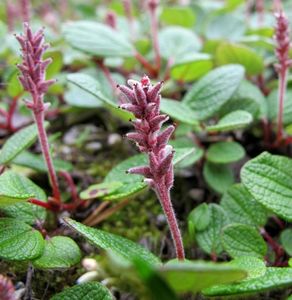 Vrba síťnatá (Salix reticulata)