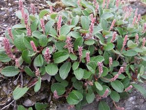 Vrba síťnatá (Salix reticulata)