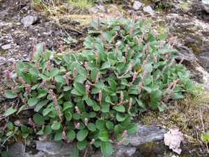 Vrba síťnatá (Salix reticulata)