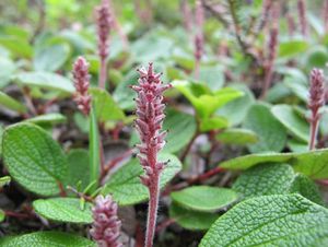 Vrba síťnatá (Salix reticulata)