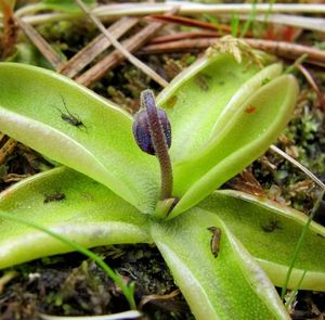 Tučnice obecná (Pinguicula vulgaris)