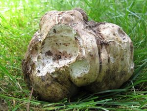 Bělolanýž obecný - Choiromyces venosus (Fr.) Th. Fr. 1909