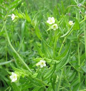 Kamejka rolní (Lithospermum arvense)