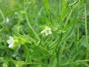 Kamejka rolní (Lithospermum arvense)