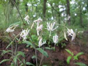 Silenka nicí (Silene nutans L. )