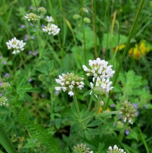 Bílojetel bylinný (Dorycnium herbaceum)